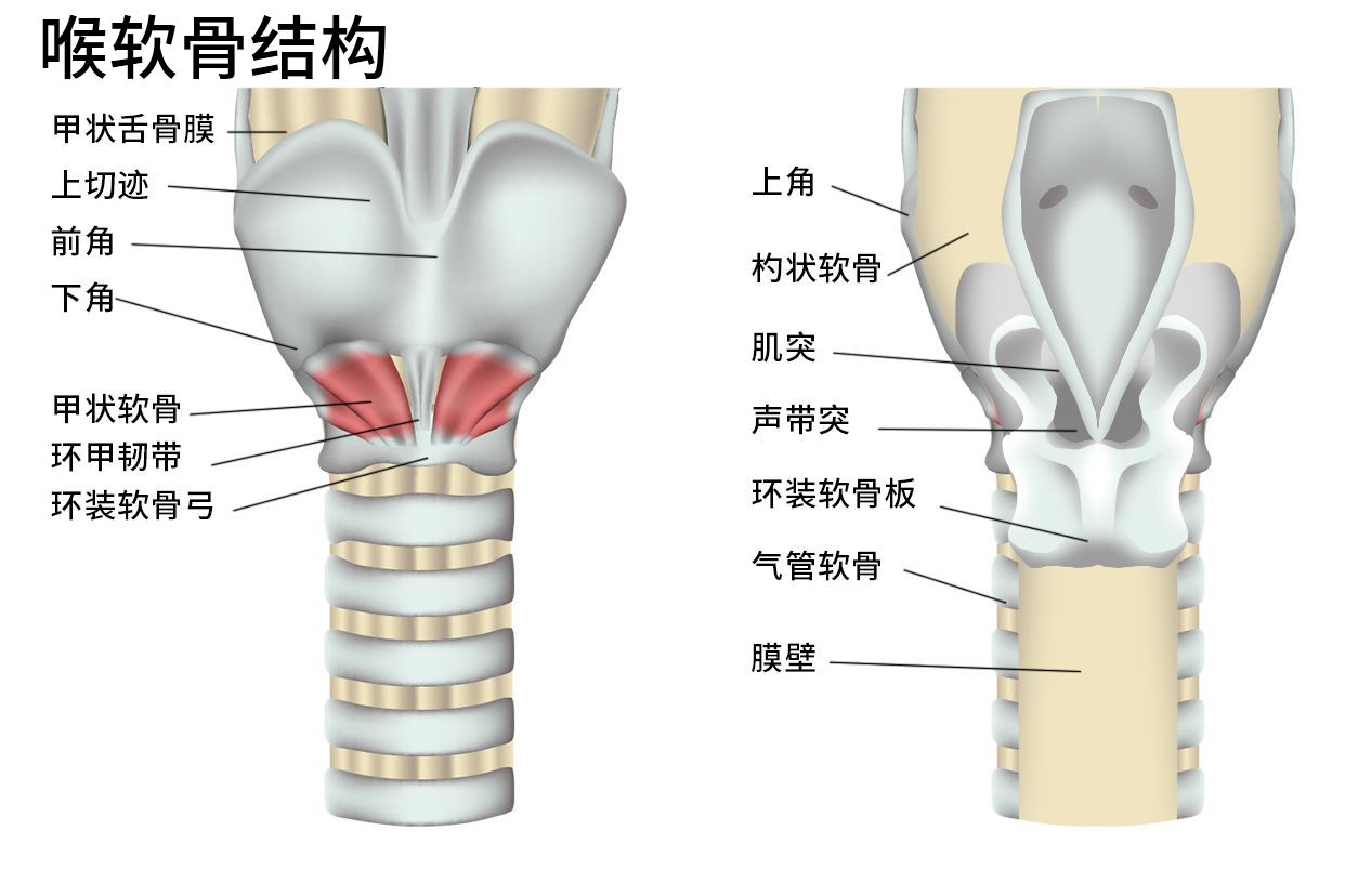 喉咙骨骼结构图 | 百度健康·医学科普