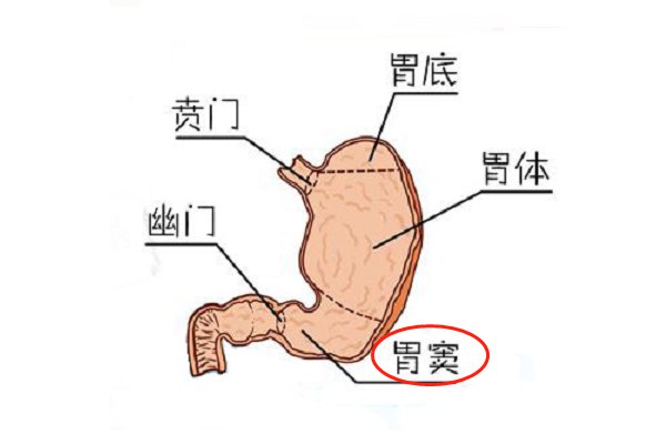 胃窦部位图片
