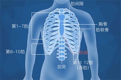 两胁的准确位置图片