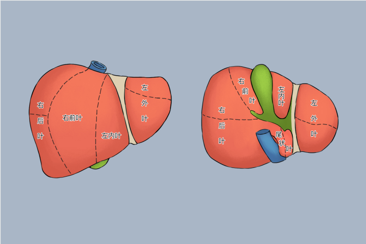肝脏分叶图