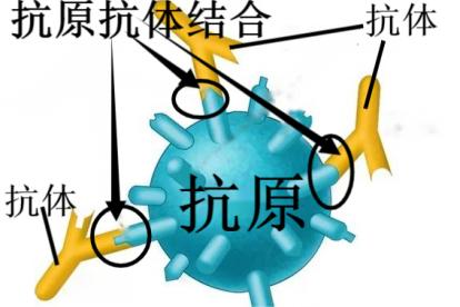 抗原抗体结合示意图 | 百度健康·医学科普