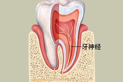 牙神经长啥样子图片 | 百度健康·医学科普