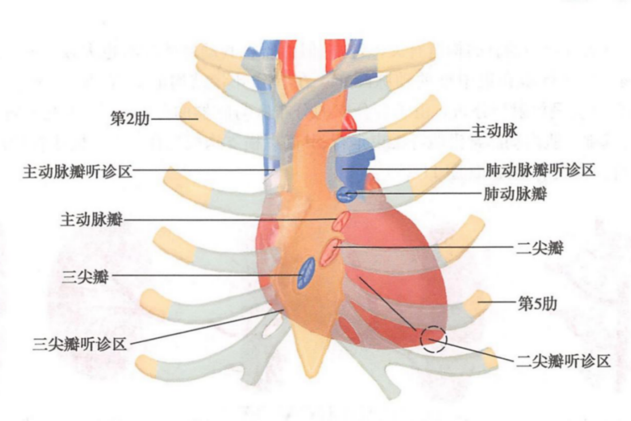 心脏位置图 | 百度健康·医学科普