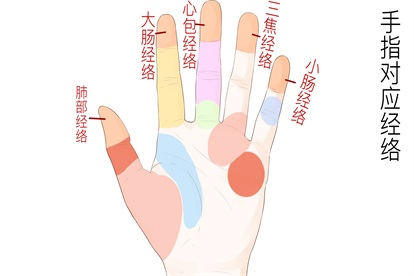 手指头对应的五脏六腑图 | 百度健康·医学科普