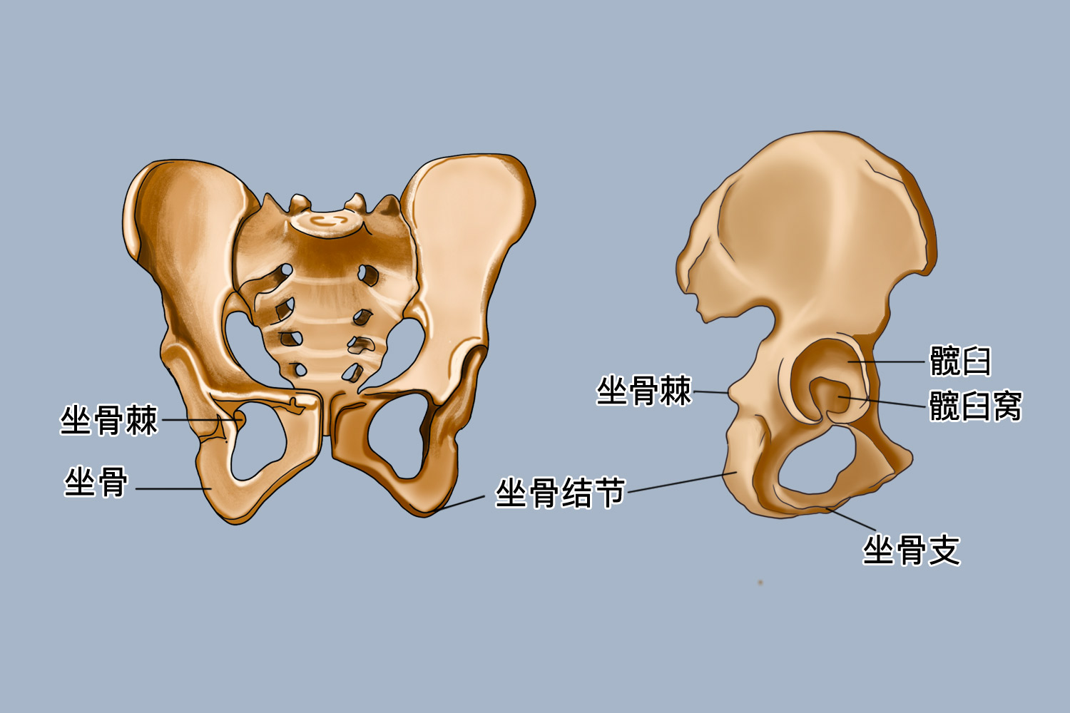 耻骨坐骨骶骨分界图片