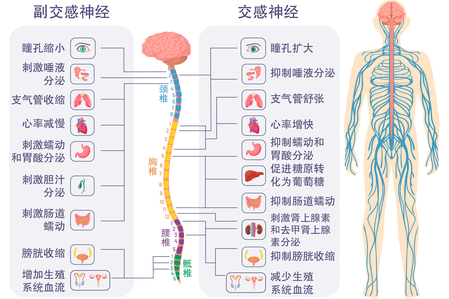 交感神经和副交感神经示意图