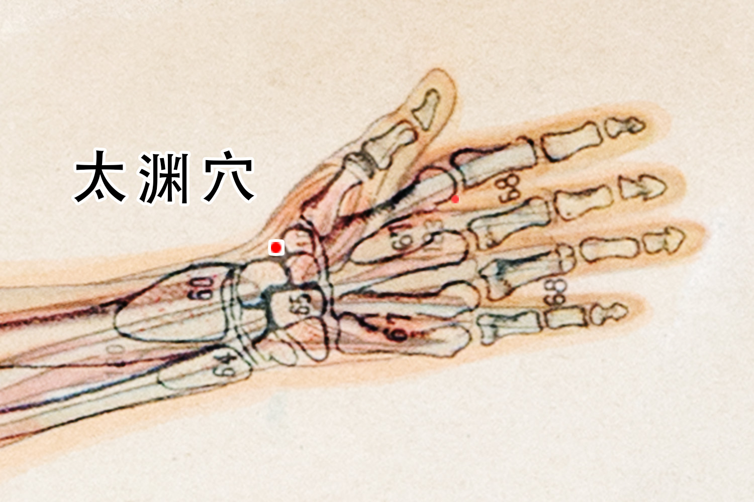 太渊准确位置图和作用及功效