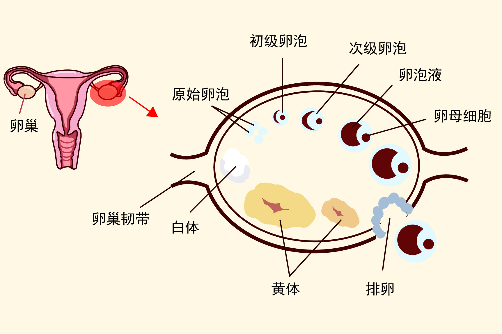 卵巢解剖结构示意图