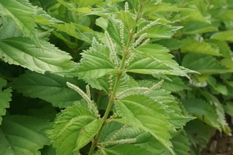 痒痒草图片及功效