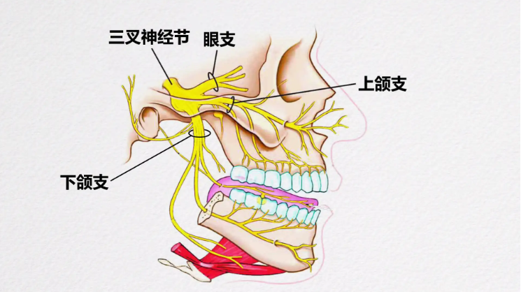 面神经 图解 | 百度健康·医学科普