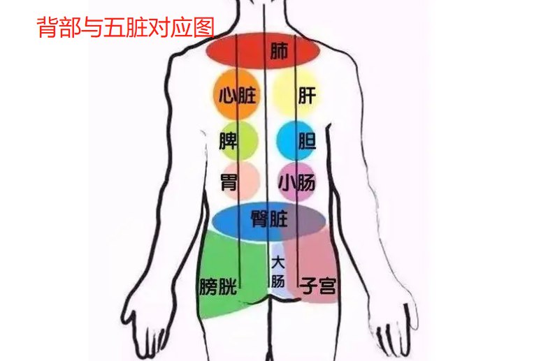 背部与五脏对应清晰图