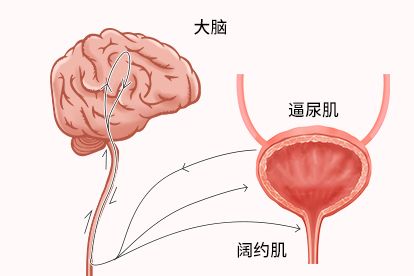 排尿反射过程图解