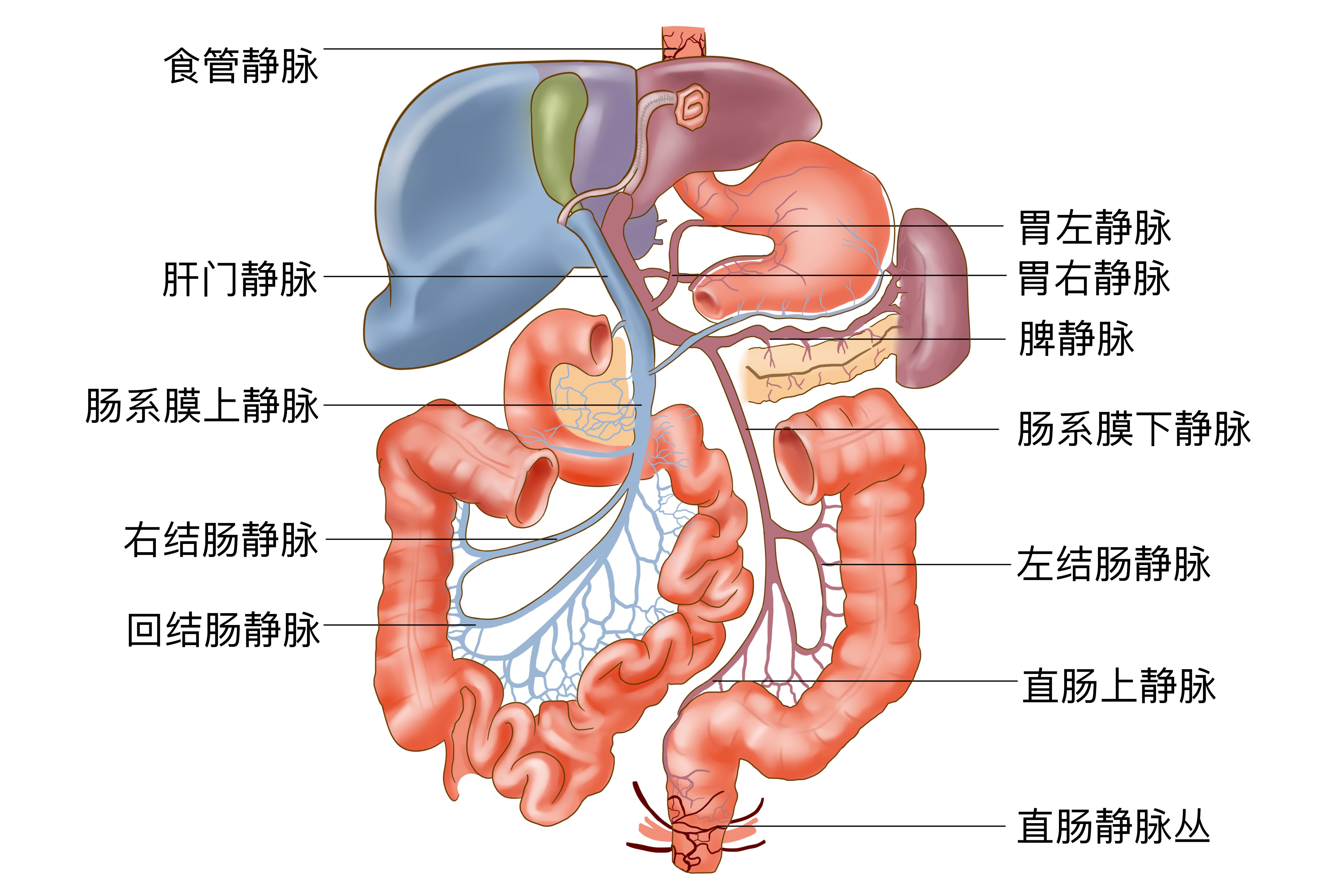 肝门静脉的三条侧支循环图解