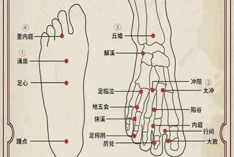 脚上的穴位图
