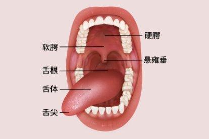 口腔结构示意图