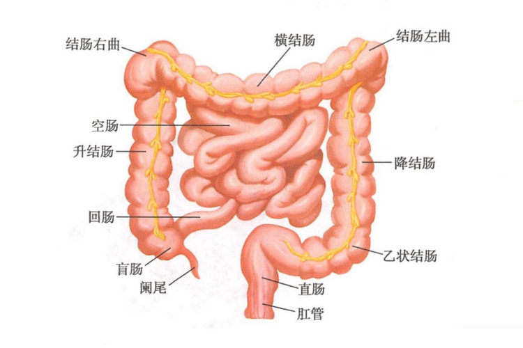 肠道解剖图