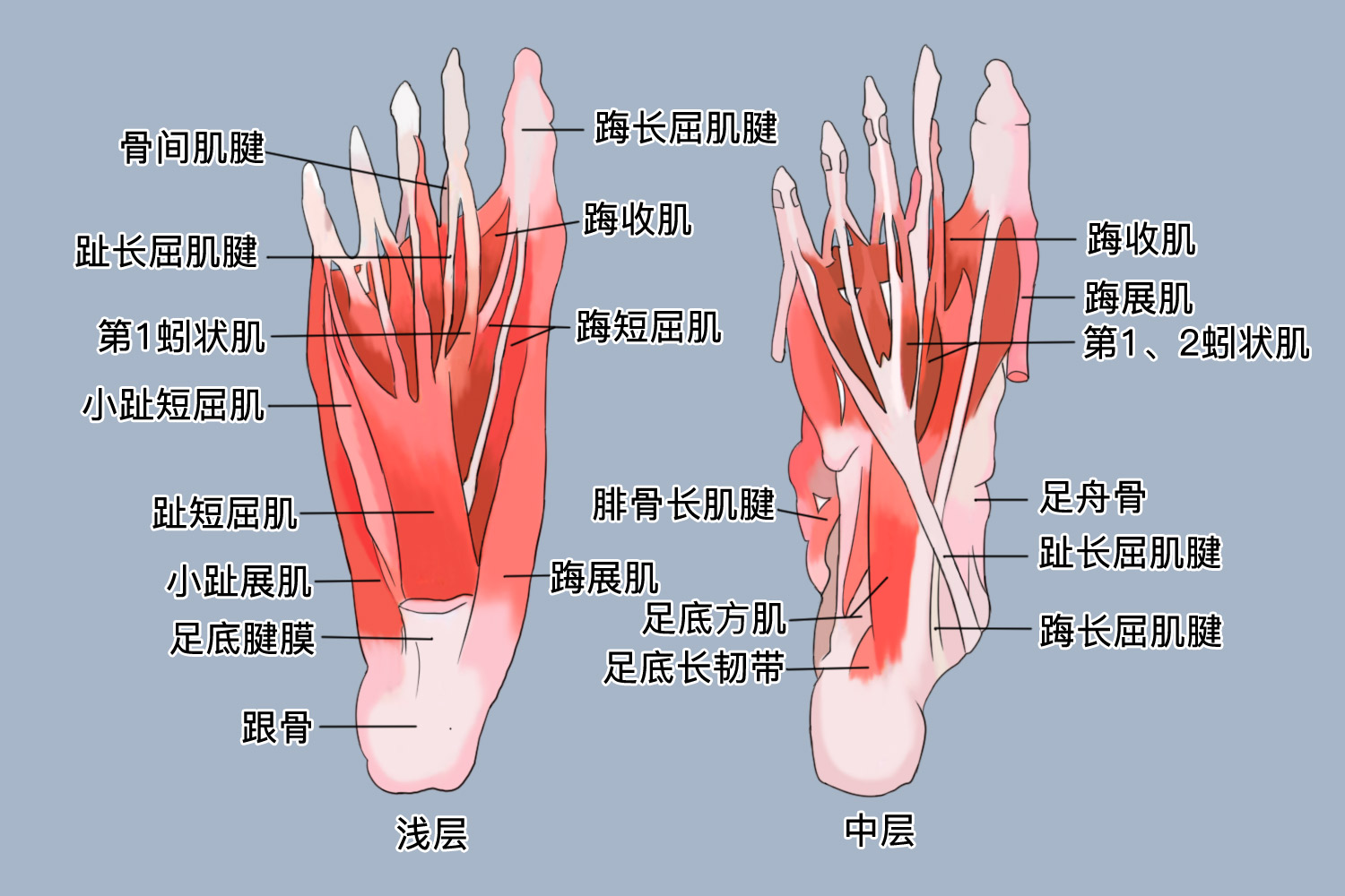 脚掌分布图 | 百度健康·医学科普