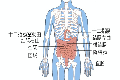 人体肠子结构图