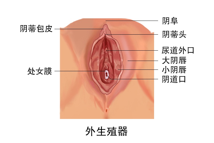 女性外生殖器图片