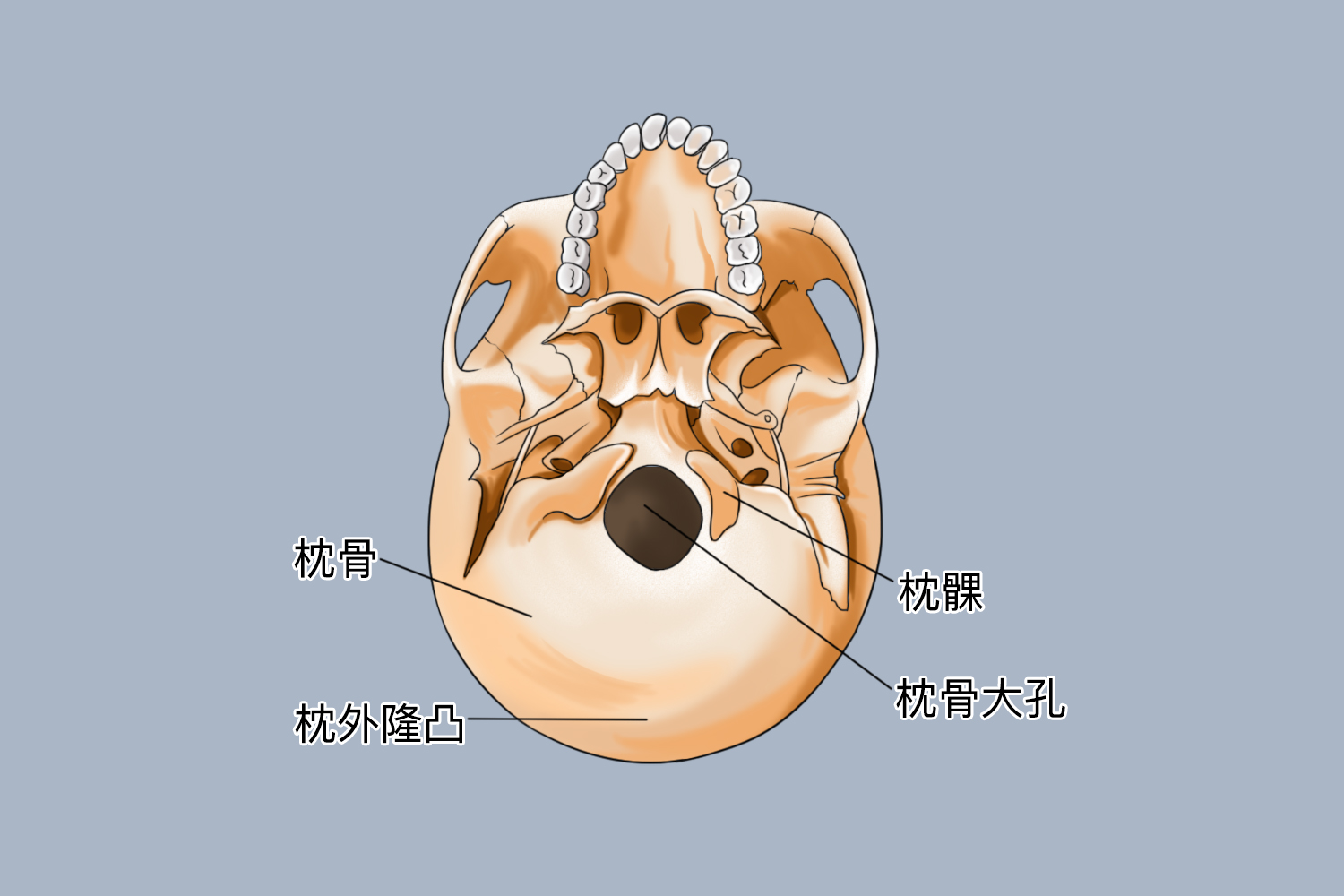 枕骨的位置图片 | 百度健康·医学科普
