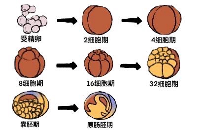 囊胚到原肠胚过程图