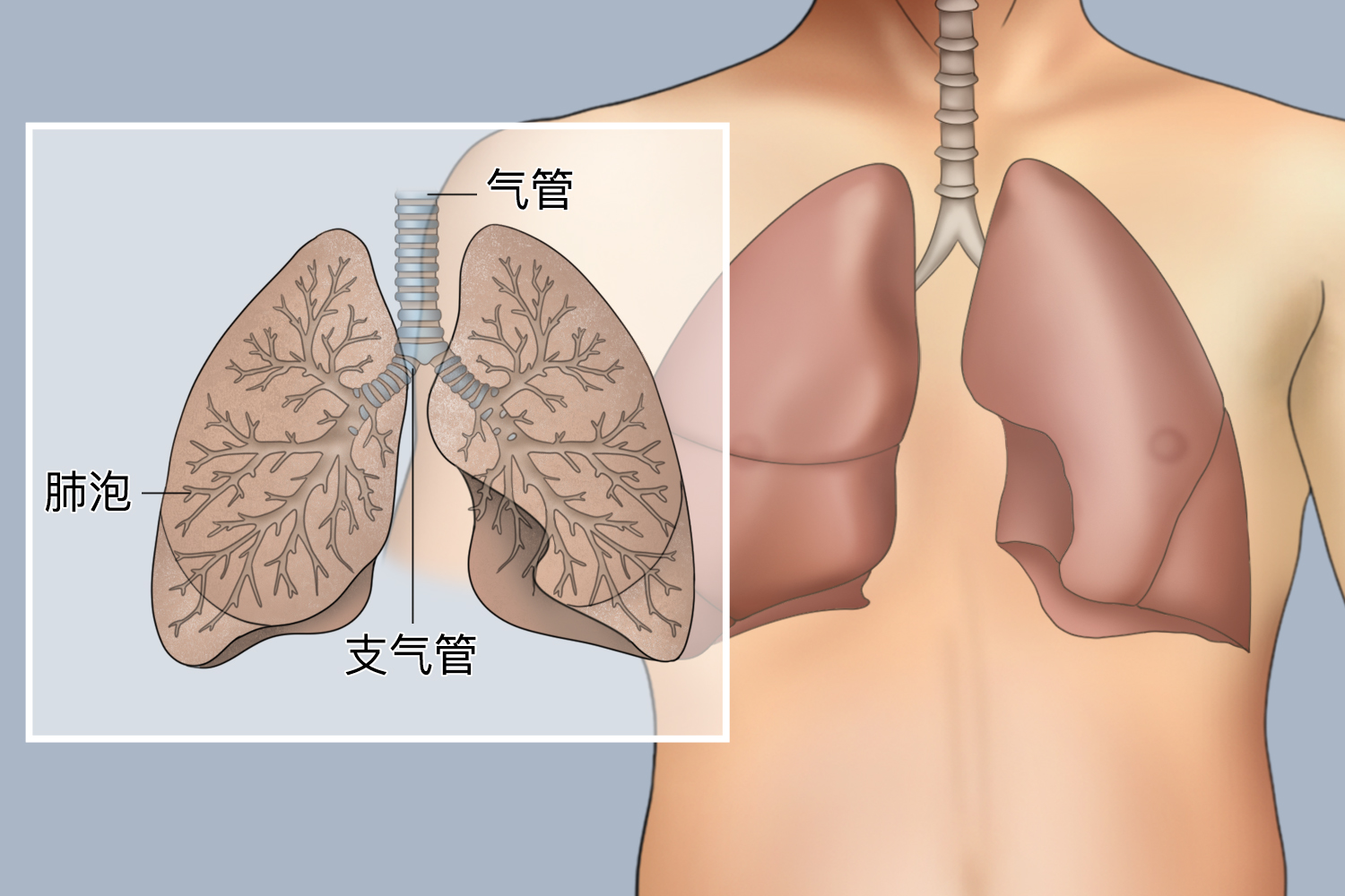 呼吸系统器官分布图