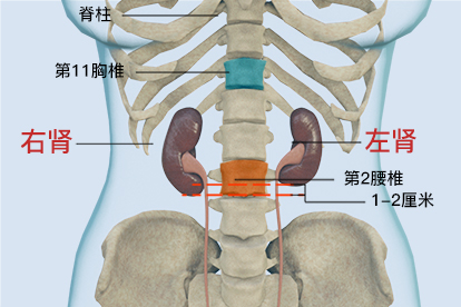 肾的位置图