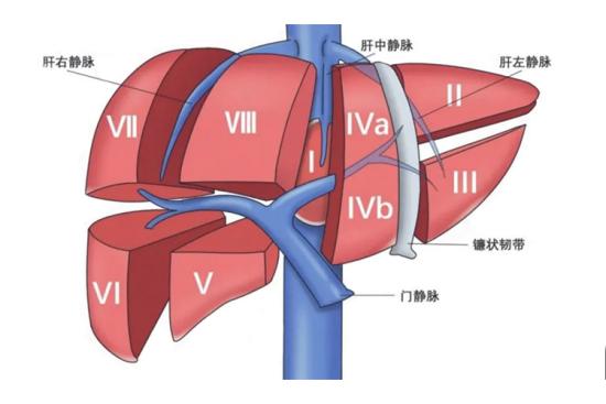 肝脏的分叶分段详细图