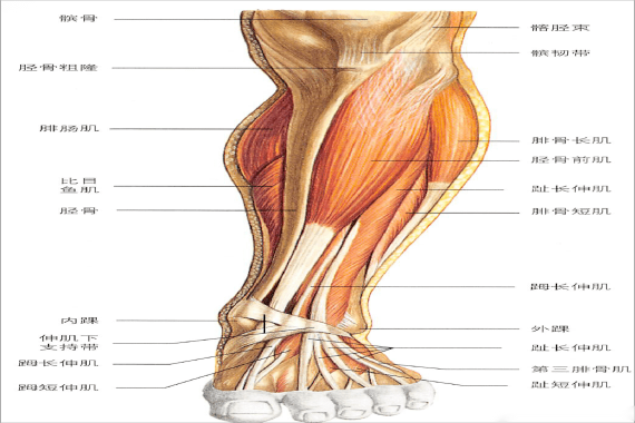 小腿解剖图图片