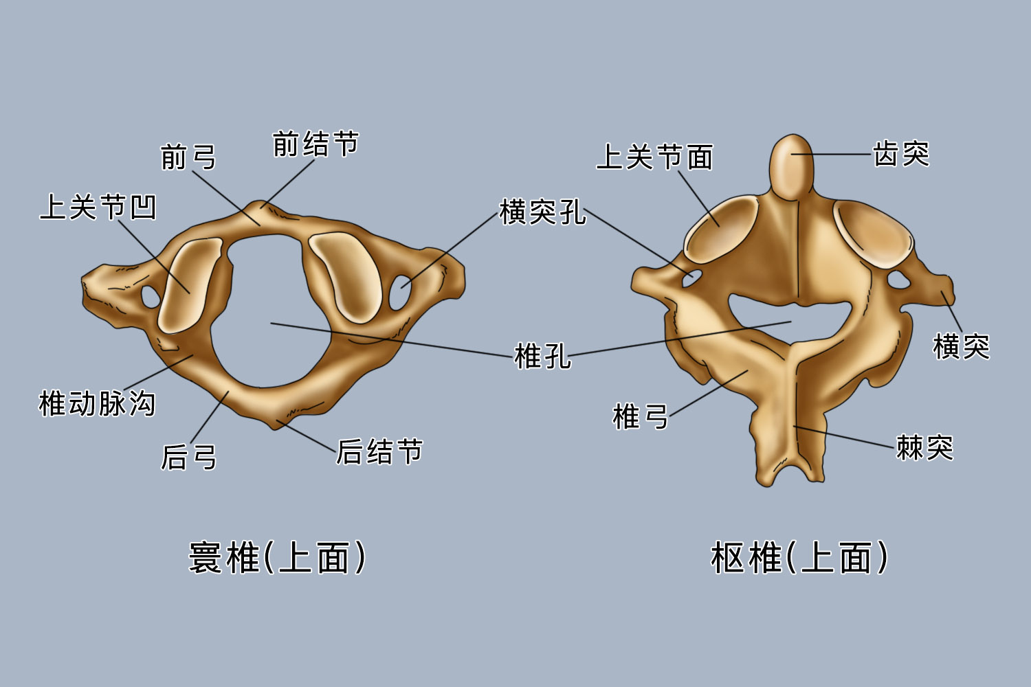 寰椎和枢椎解剖图 | 百度健康·医学科普