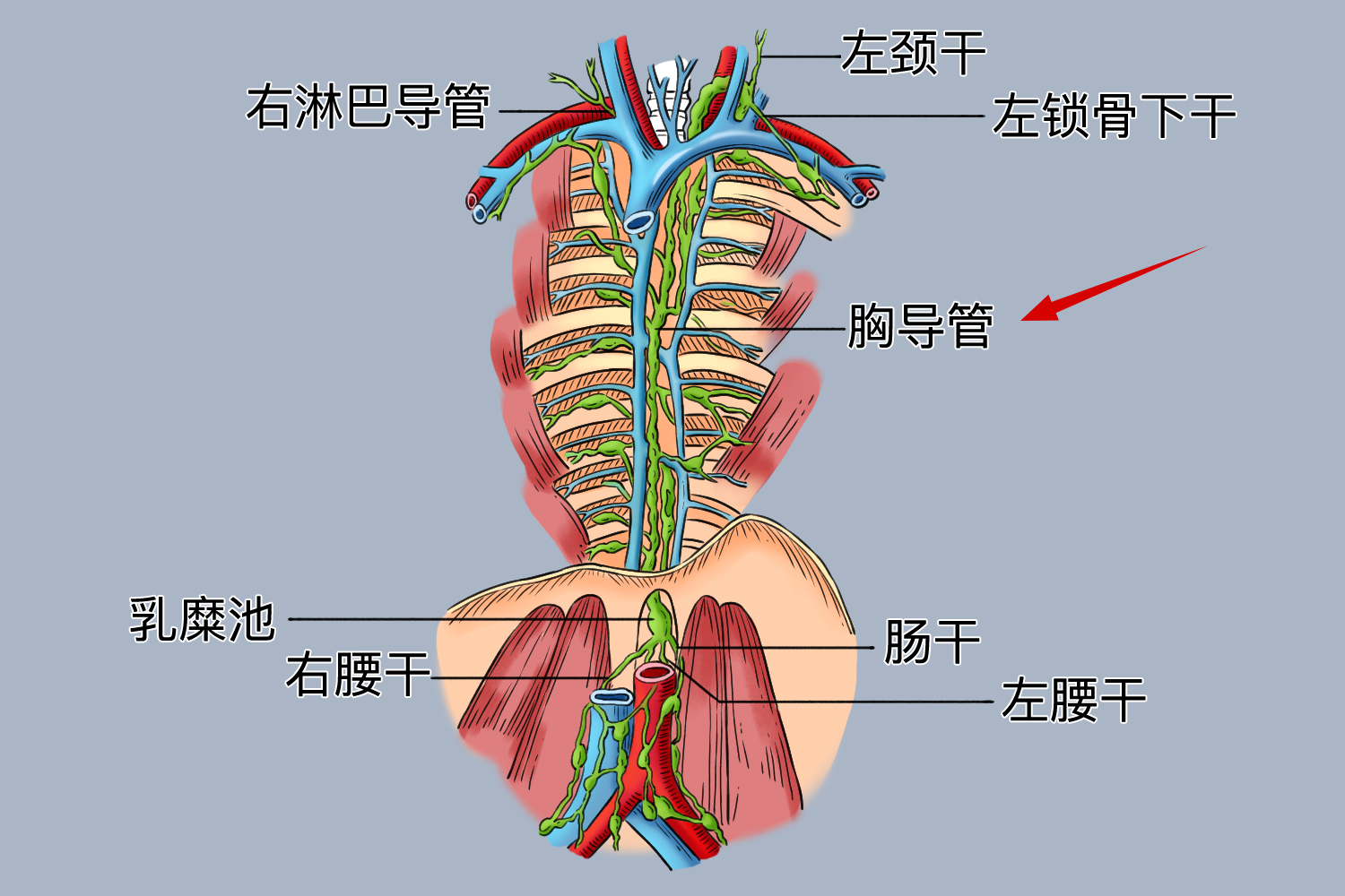 胸导管解剖位置示意图
