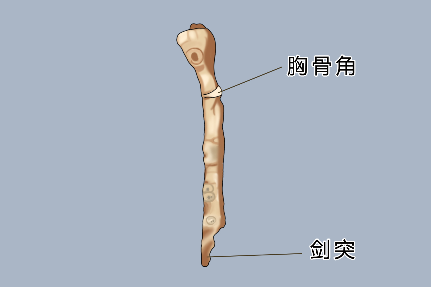 剑突的准确位置 | 百度健康·医学科普