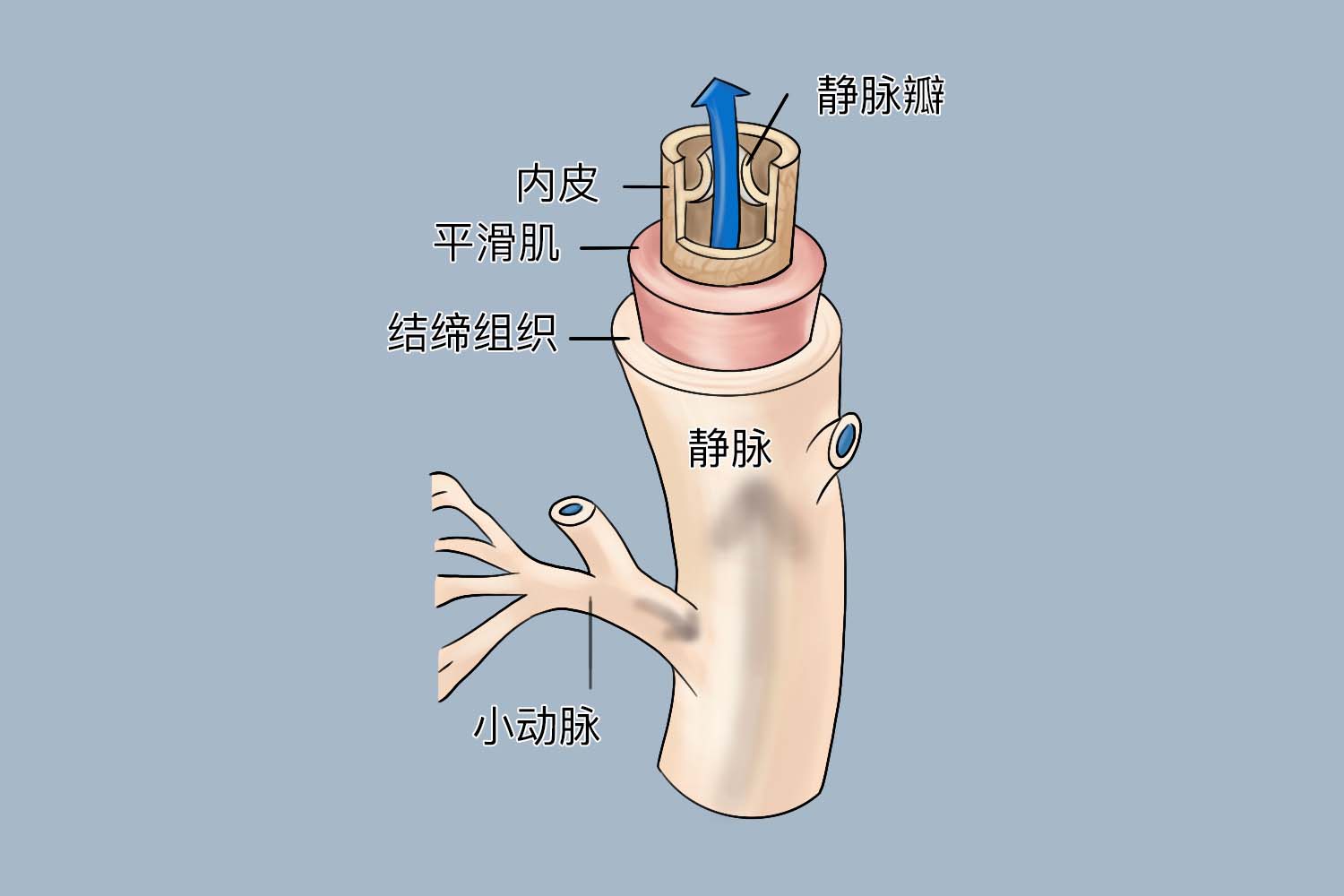 人体三种血管示意图 | 百度健康·医学科普