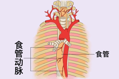 食管动脉解剖图 | 百度健康·医学科普