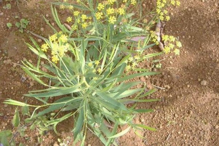 野生北柴胡植株图