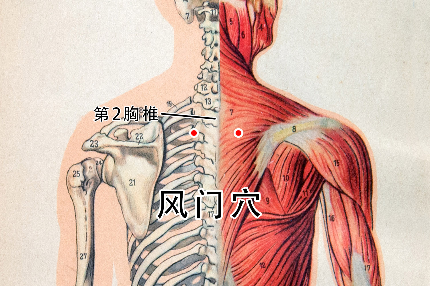 风门和肺腧的准确位置图图 | 百度健康·医学科普