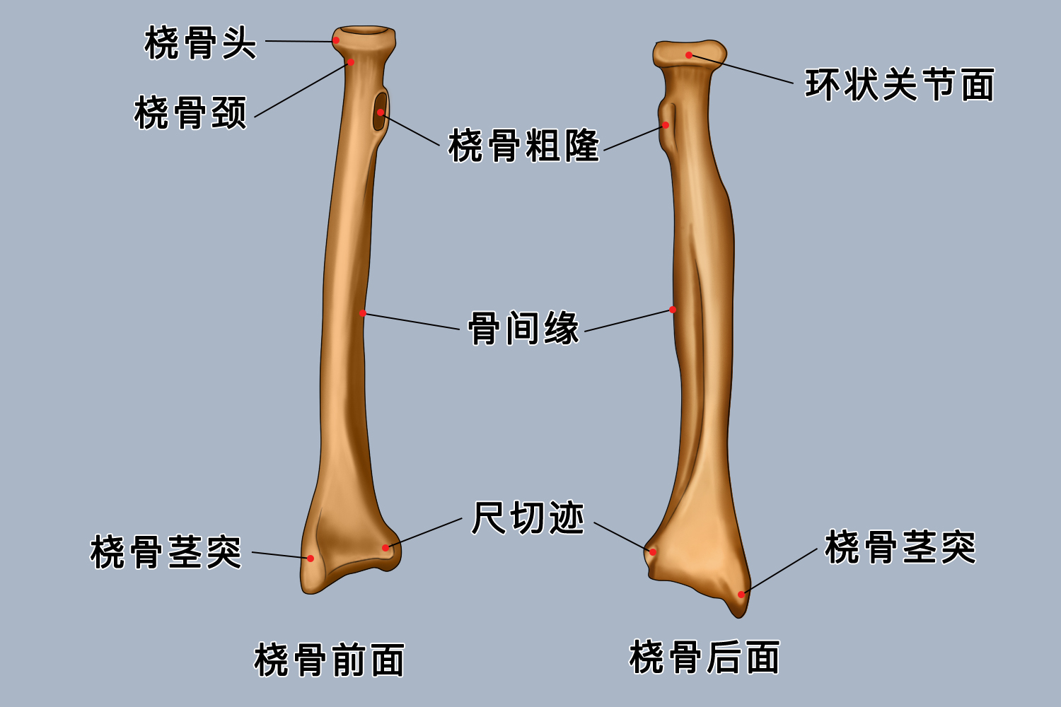 桡骨解剖图