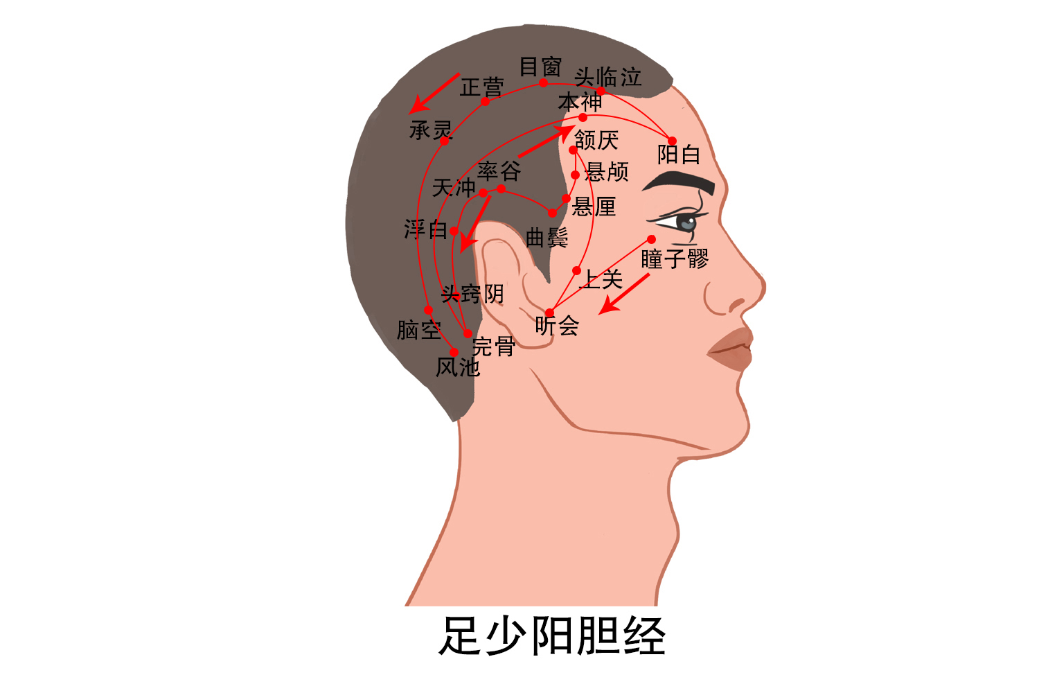 大脑经络图
