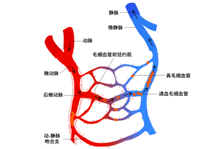 动脉和静脉与毛细血管的关系区别图