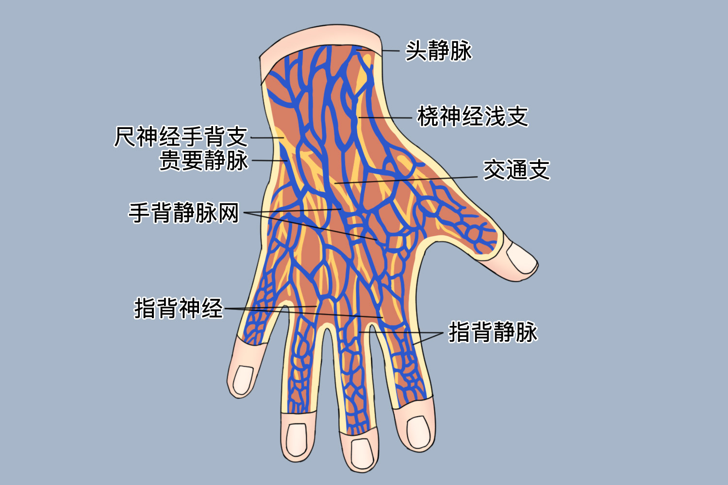手部静脉网分布图 | 百度健康·医学科普