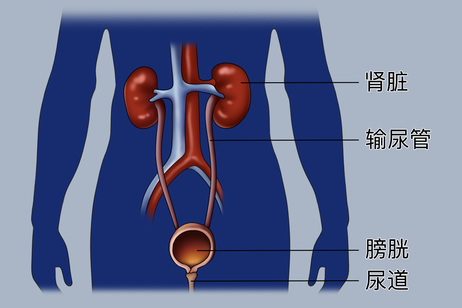 泌尿系统器官分布图