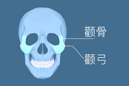颧骨是指哪个部位图片