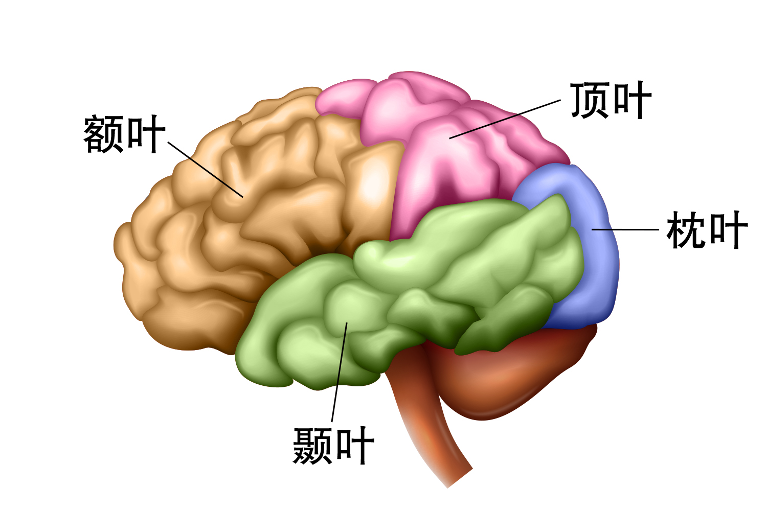 脑区位置图