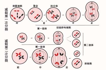 卵细胞的形成过程图