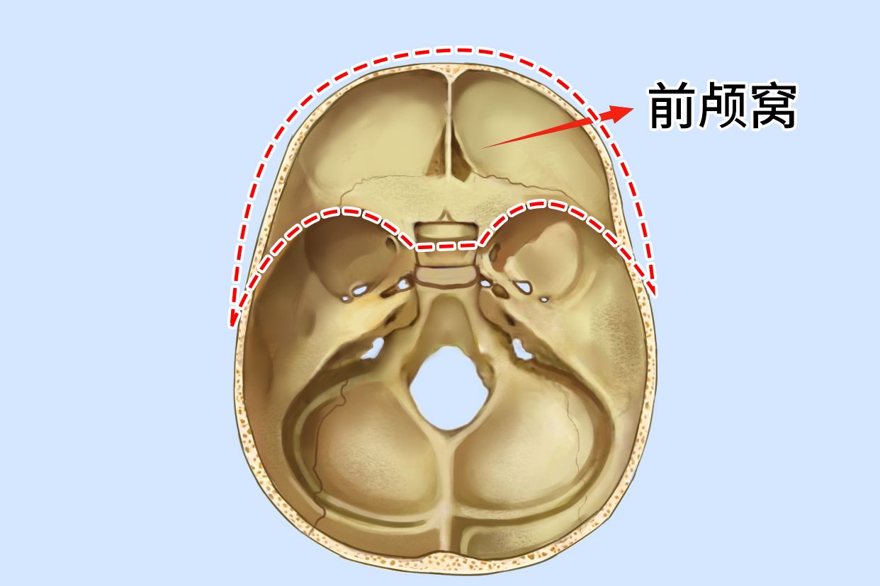 前颅窝是什么位置图片