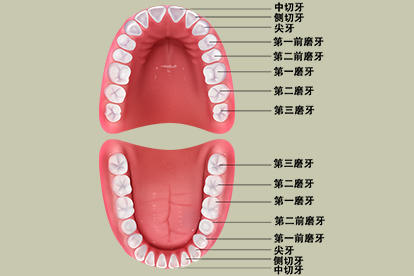 牙齿分布图