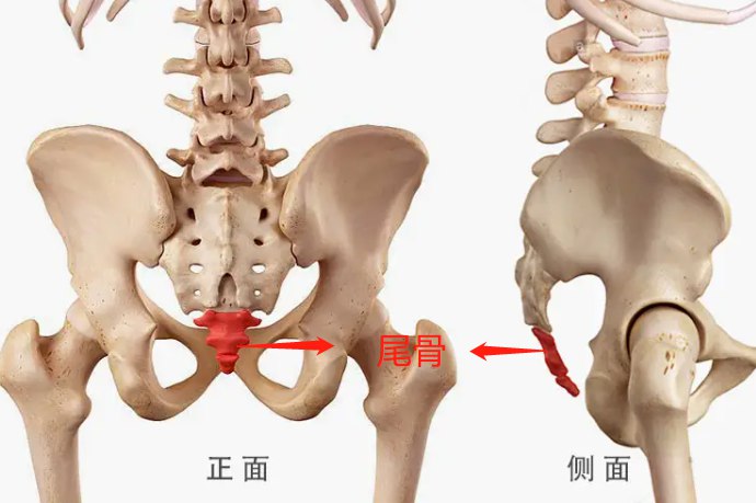 尾骨在哪个位置图片