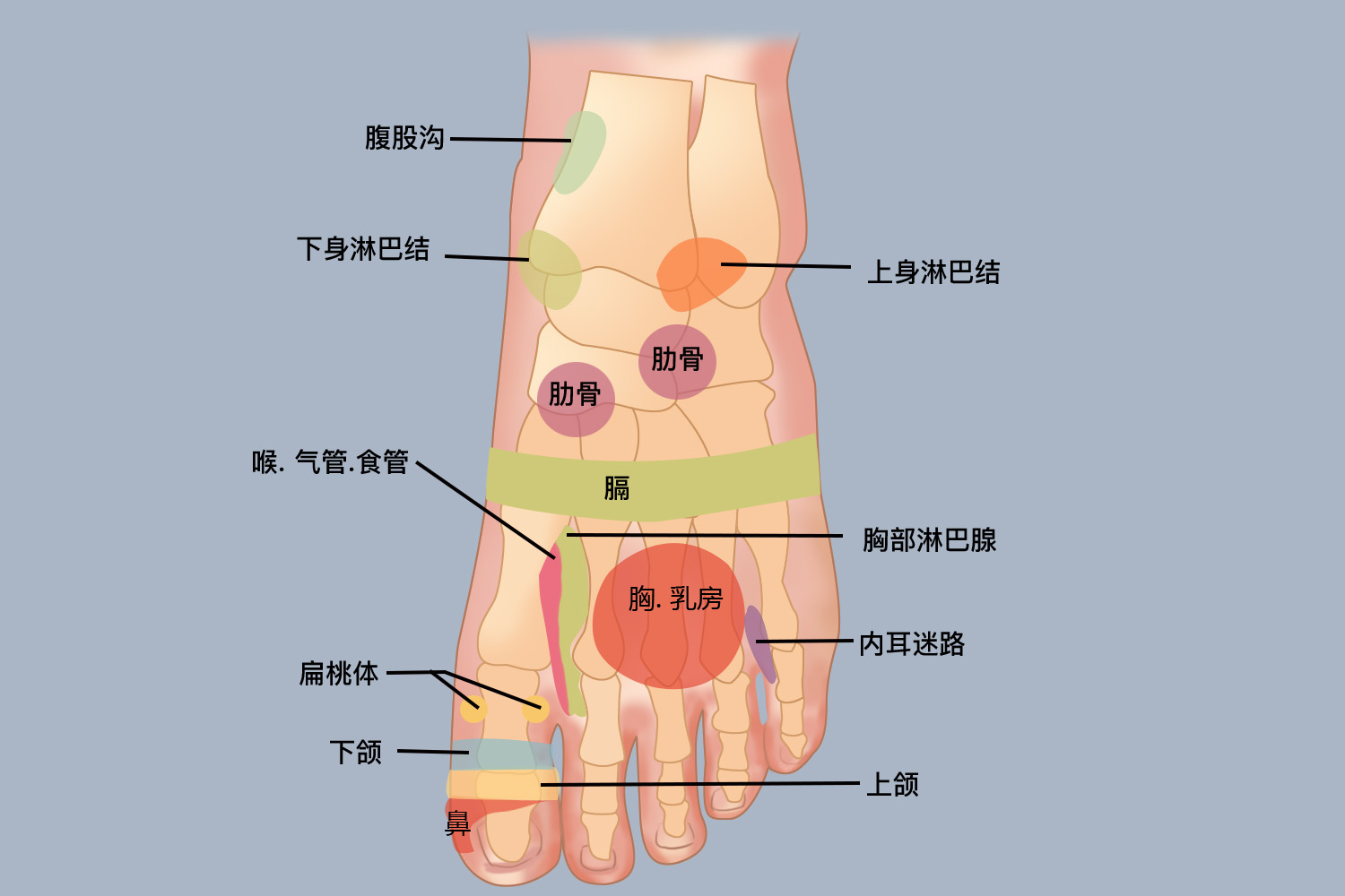 足背反射区分布图