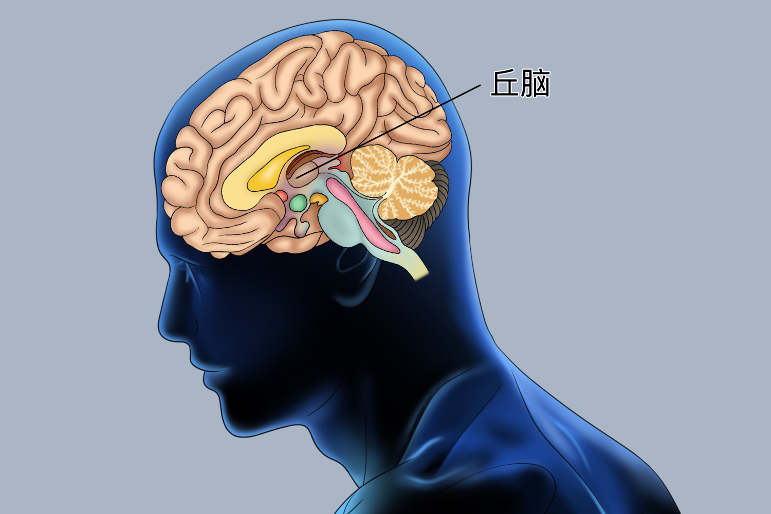 丘脑在头部位置图 | 百度健康·医学科普