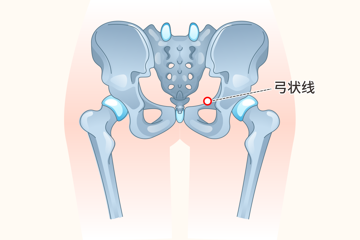 骨盆弓状线位置图片 | 百度健康·医学科普